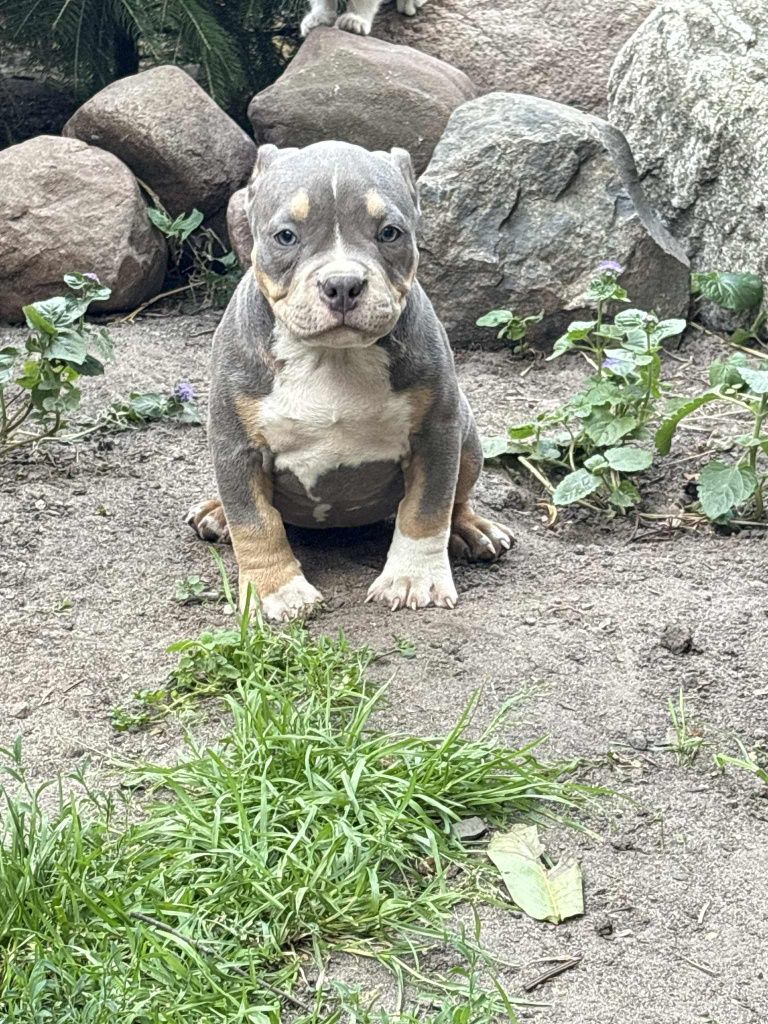 American Bully Standard