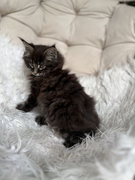 Maine Coon - kotka