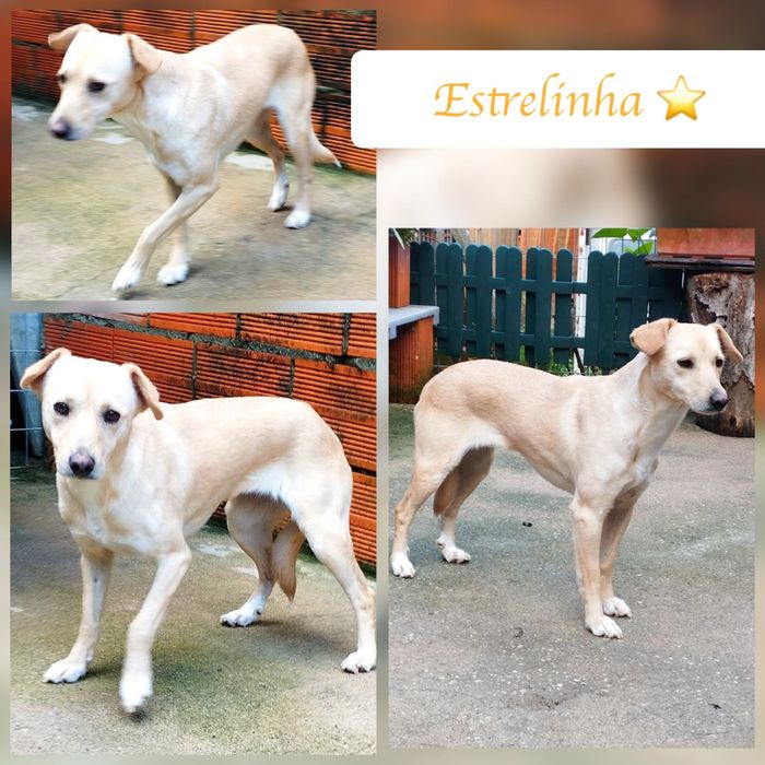 Cadela para adoção responsável