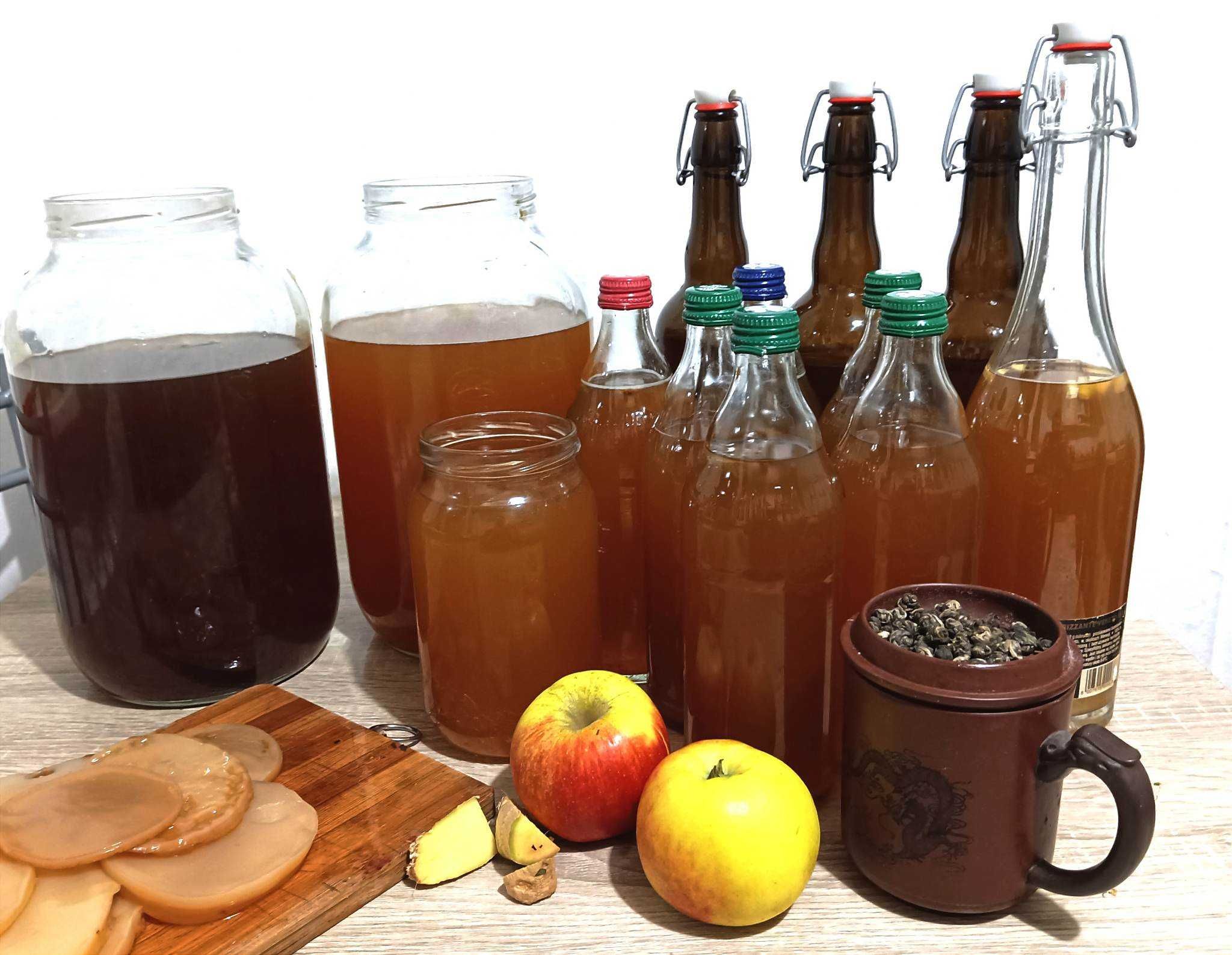 Kombucha starter grzyb herbaciany scoby
