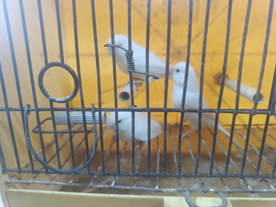 Canários brancos e vermelhos