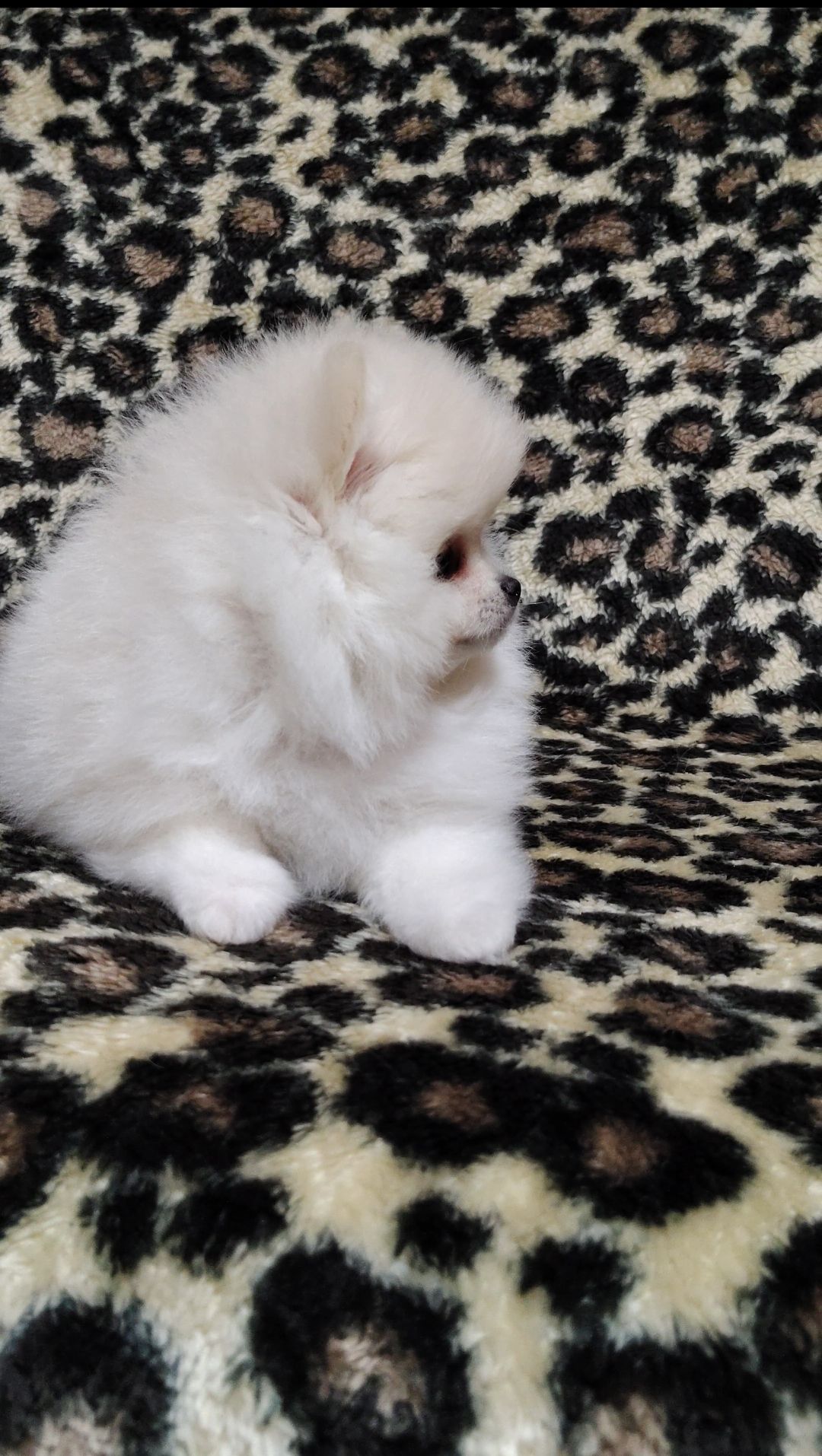 Szpic miniaturowy pomeranian