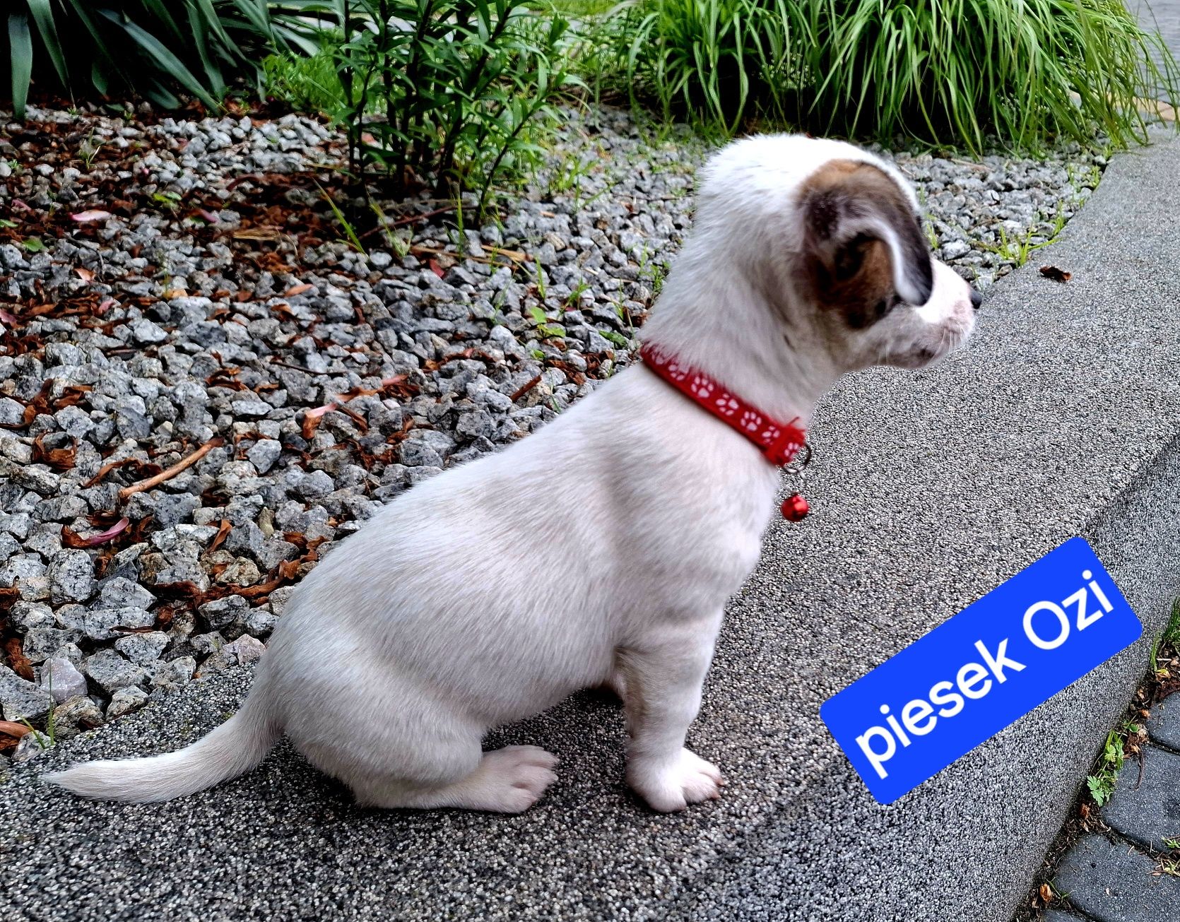 Malutki Ozi !!!  Jack Russell  do odbioru RODZICE W HODOWLI