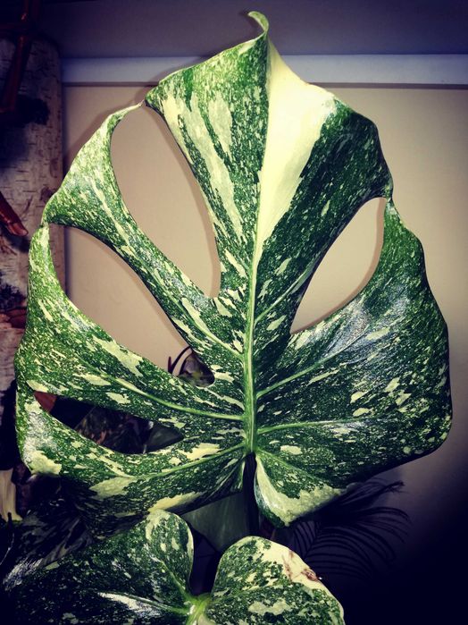 Monstera Thai Constellation Platinum mint variegata philodendron