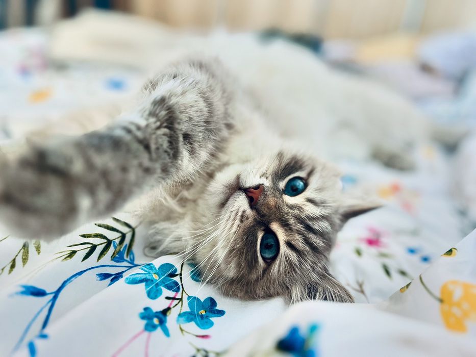 Kot Filemon Syberyjski Neva Masquerade BIAŁY