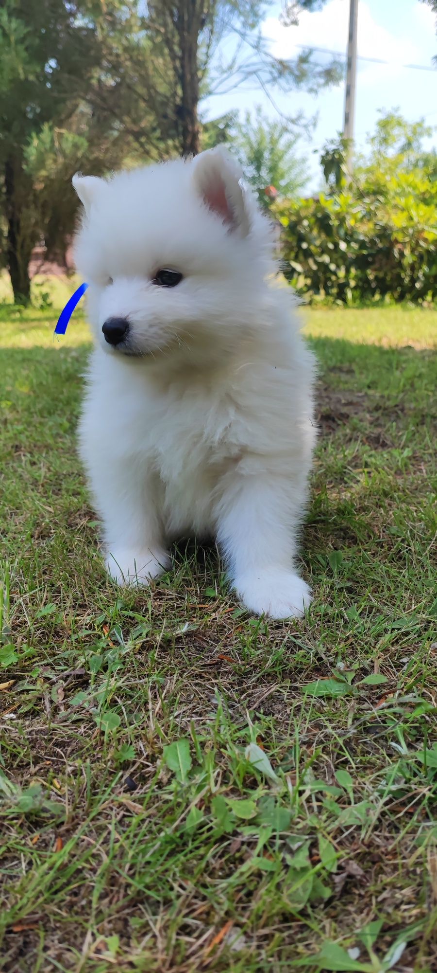 Samoyed szczeniak