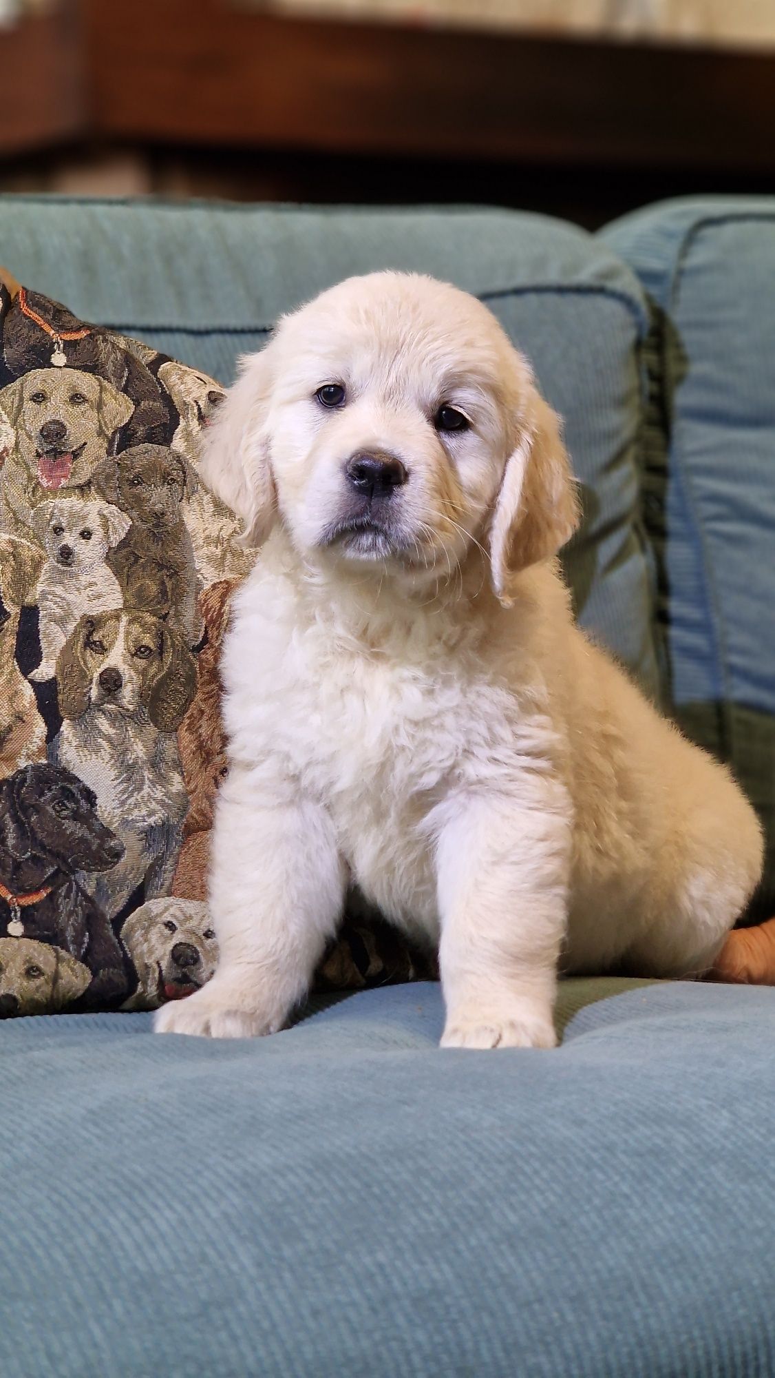Golden Retriever Szczeniak FCI ZKwP