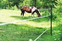 Słupki ogrodzeniowe do pastucha