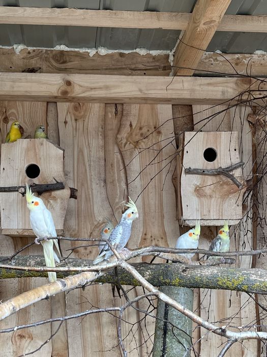 Sprzedam papugi nimfy