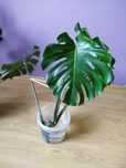 Kwiaty doniczkowe Monstera Big Form,Epipremnum, Królowa Jednej Nocy