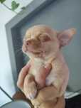 Chihuahua chłopiec