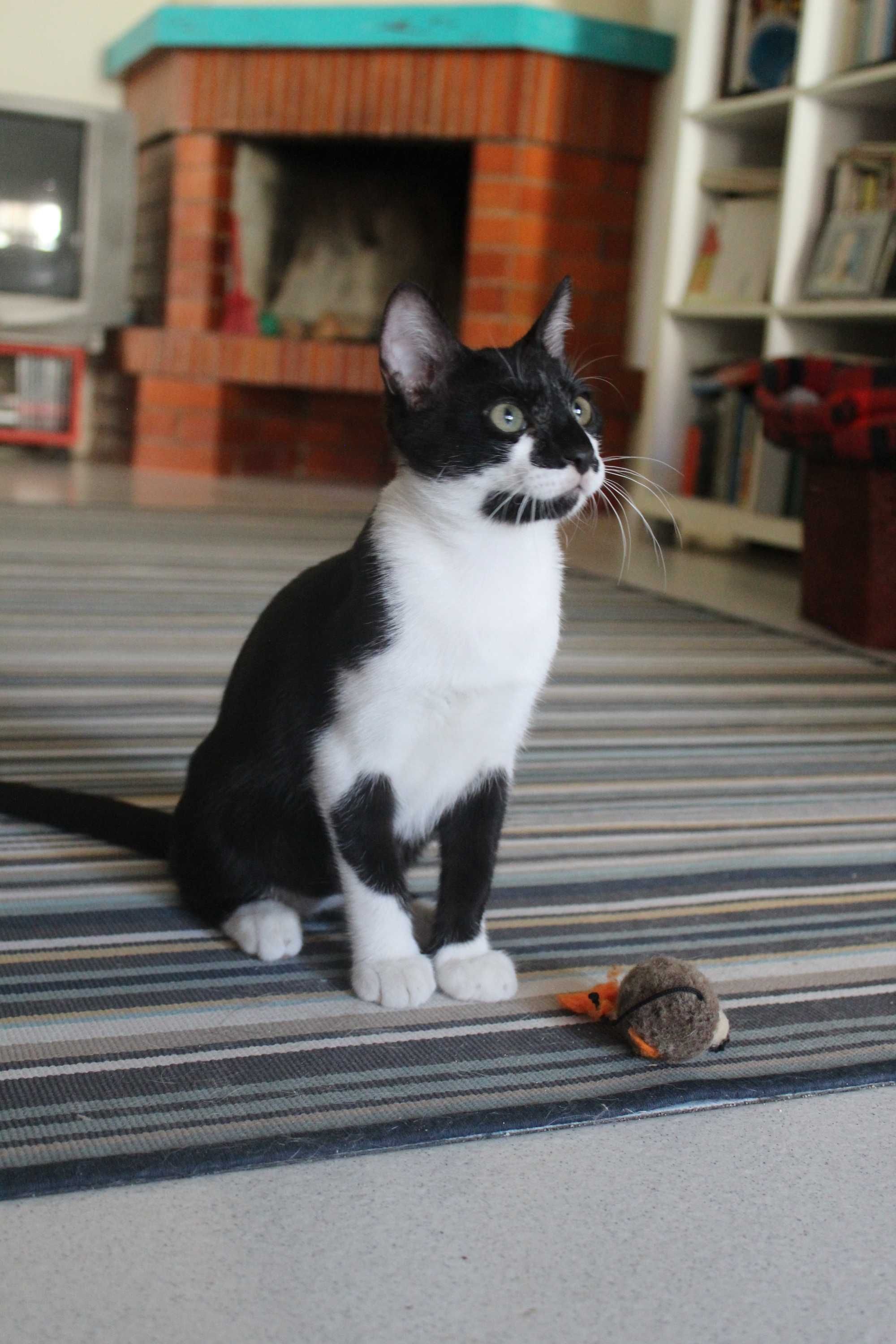 Gatinho 4 meses adoção responsável BRAGA