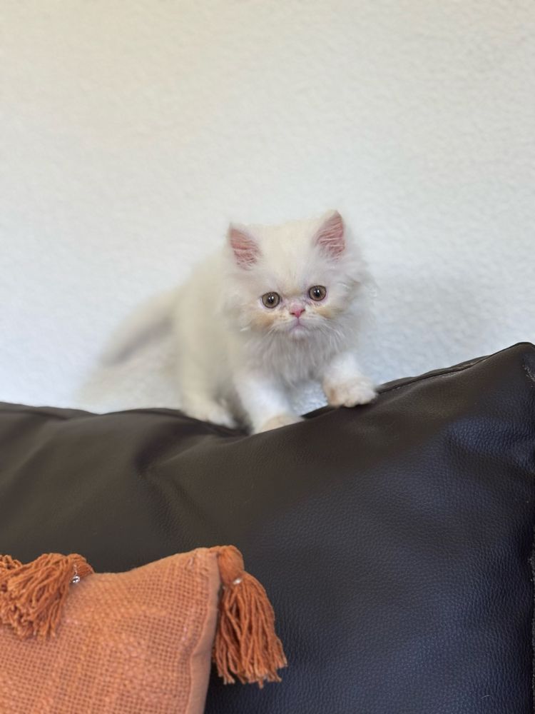 Gatinha persa linda