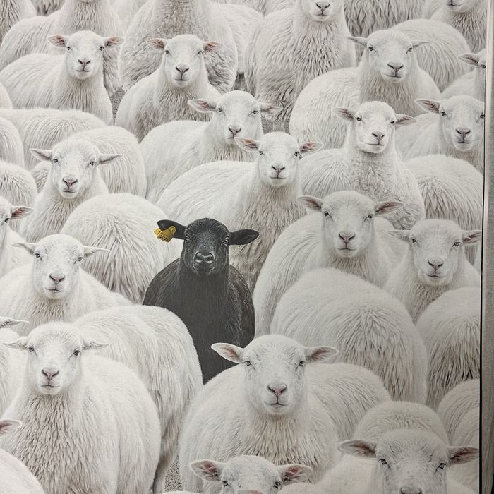 Criss Bellini 70x50 “the black sheep”