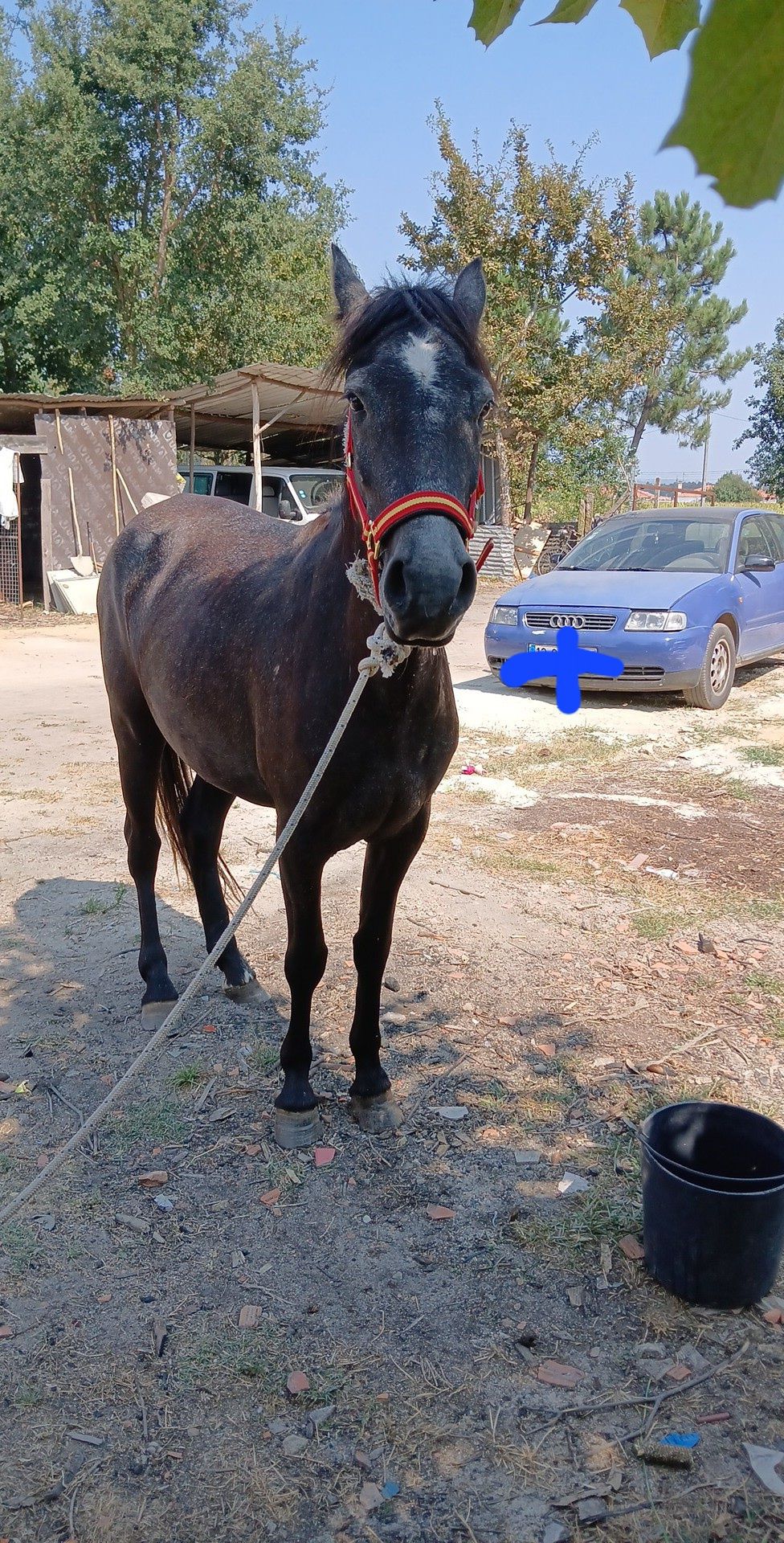 Vendo poldra com 26 meses