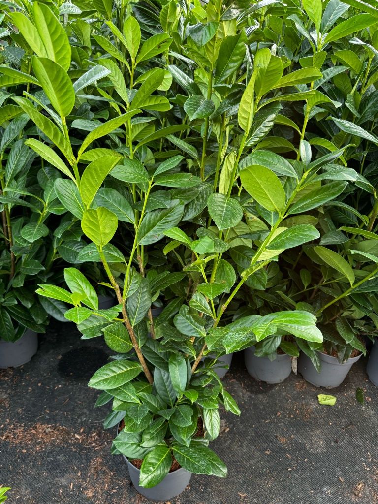 Laurowisnia Nowita Genolia,Etna,Rotundifolia 100cm Klony Katalpy