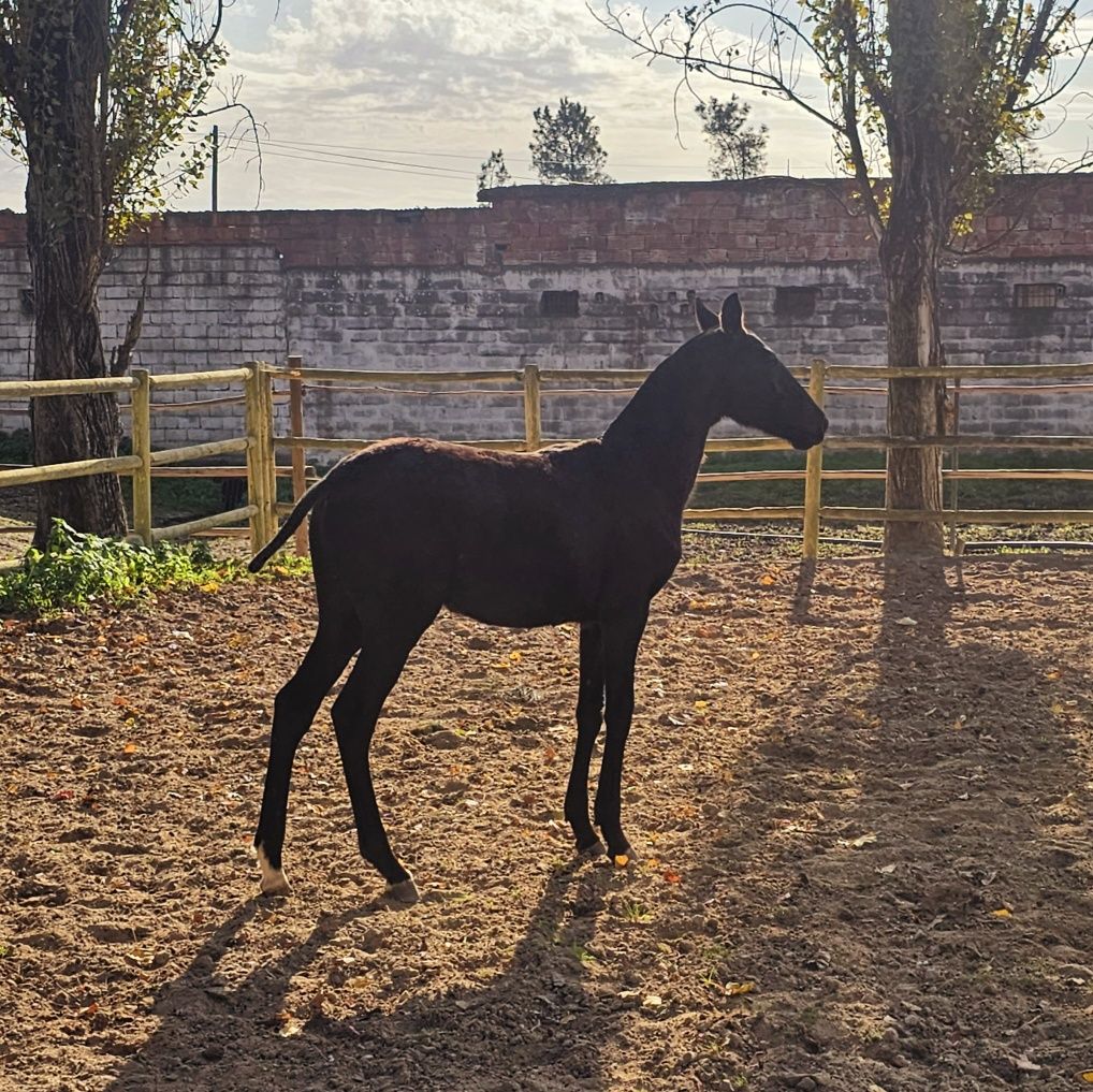 Poldros lusitanos