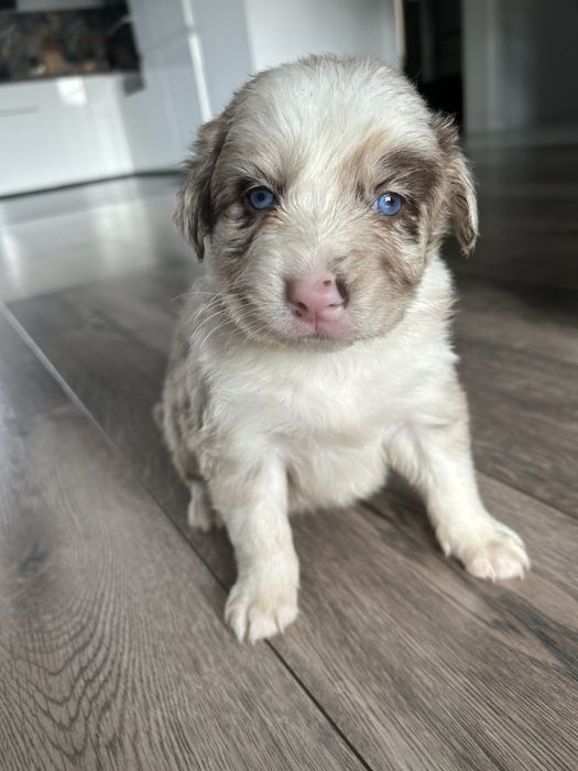 Border Collie Lilac Merle Sunia