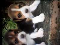 2 cachorras femeas beagle de 2 meses para doacao