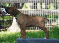 Rhodesian Ridgeback, szczenię niestandartowe suczka ZKwP KIBANDA
