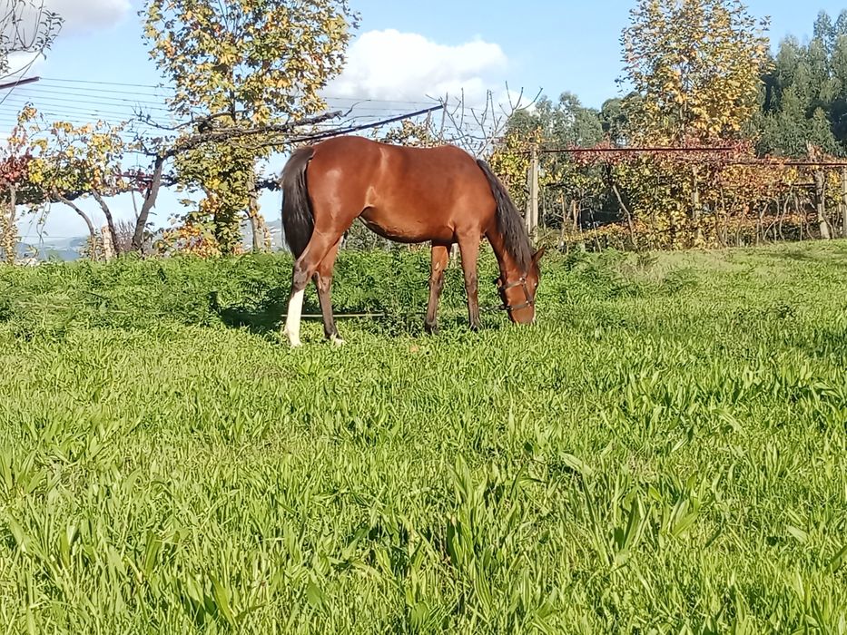 Poldras cruzadas lusitana