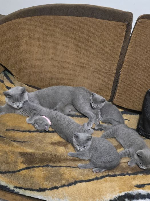 Kotka brytyjska do rezerwacji