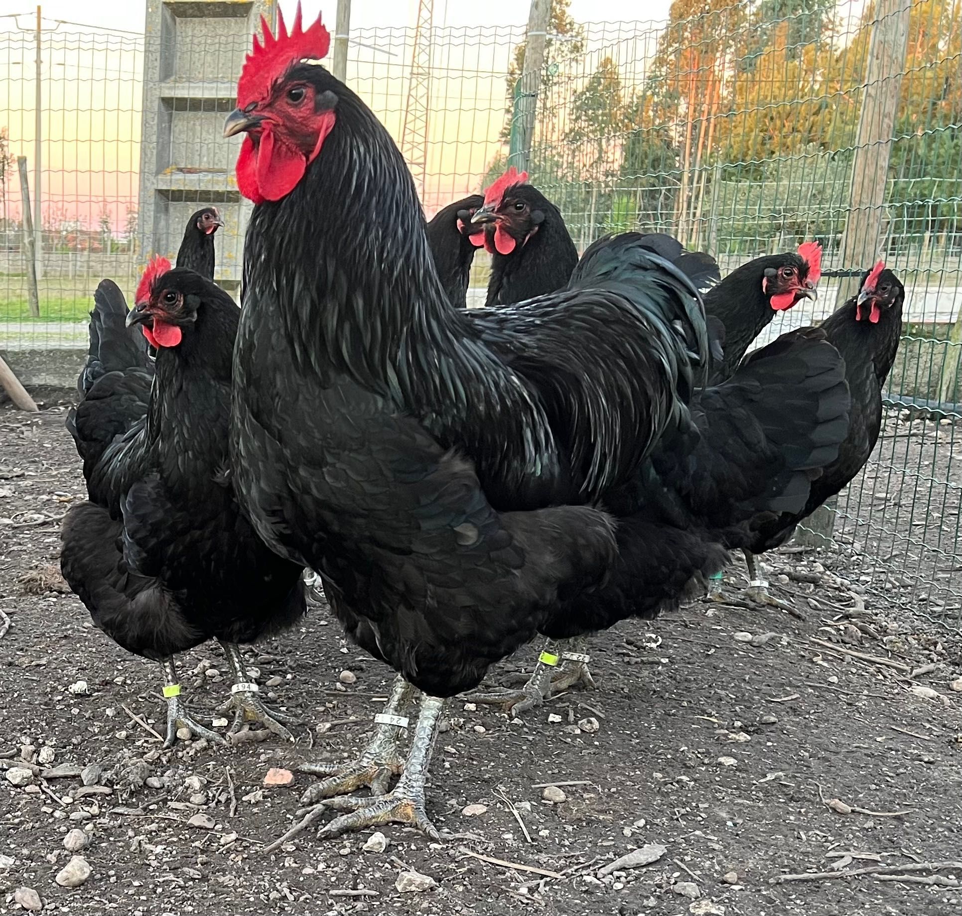 Ovos de incubação jersey negro.