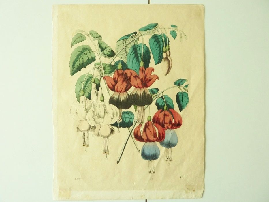 Gravura com Flores abertas 1857