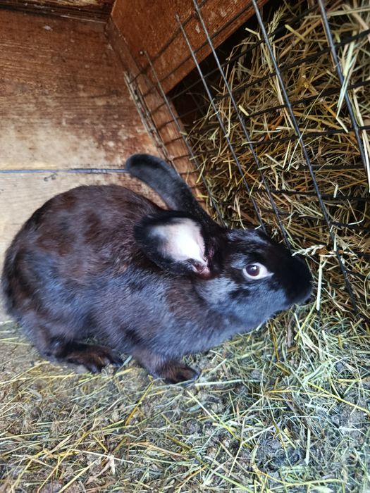 Продам кролів породами полтавське срібло та строкачі.