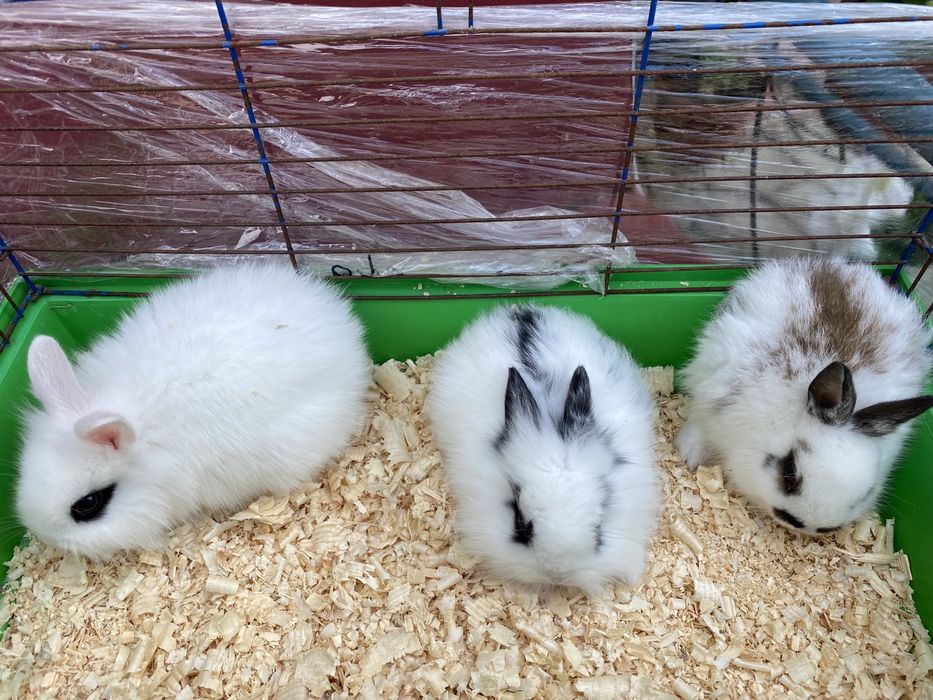 Декоративные кролики