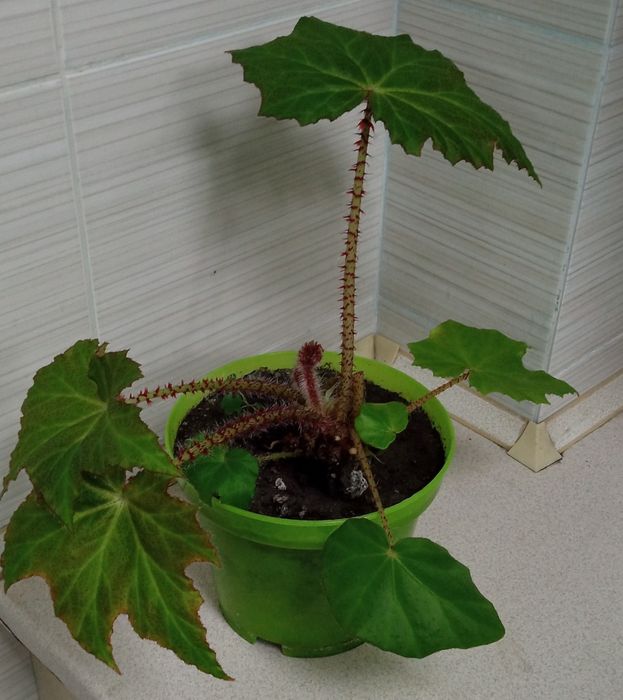 Бегония. Королевская.