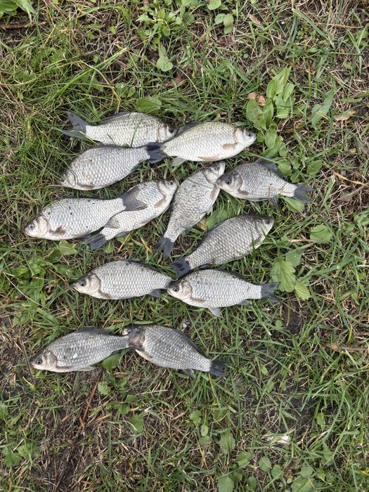 Karaś na żywca bądz do zarybienia stawu