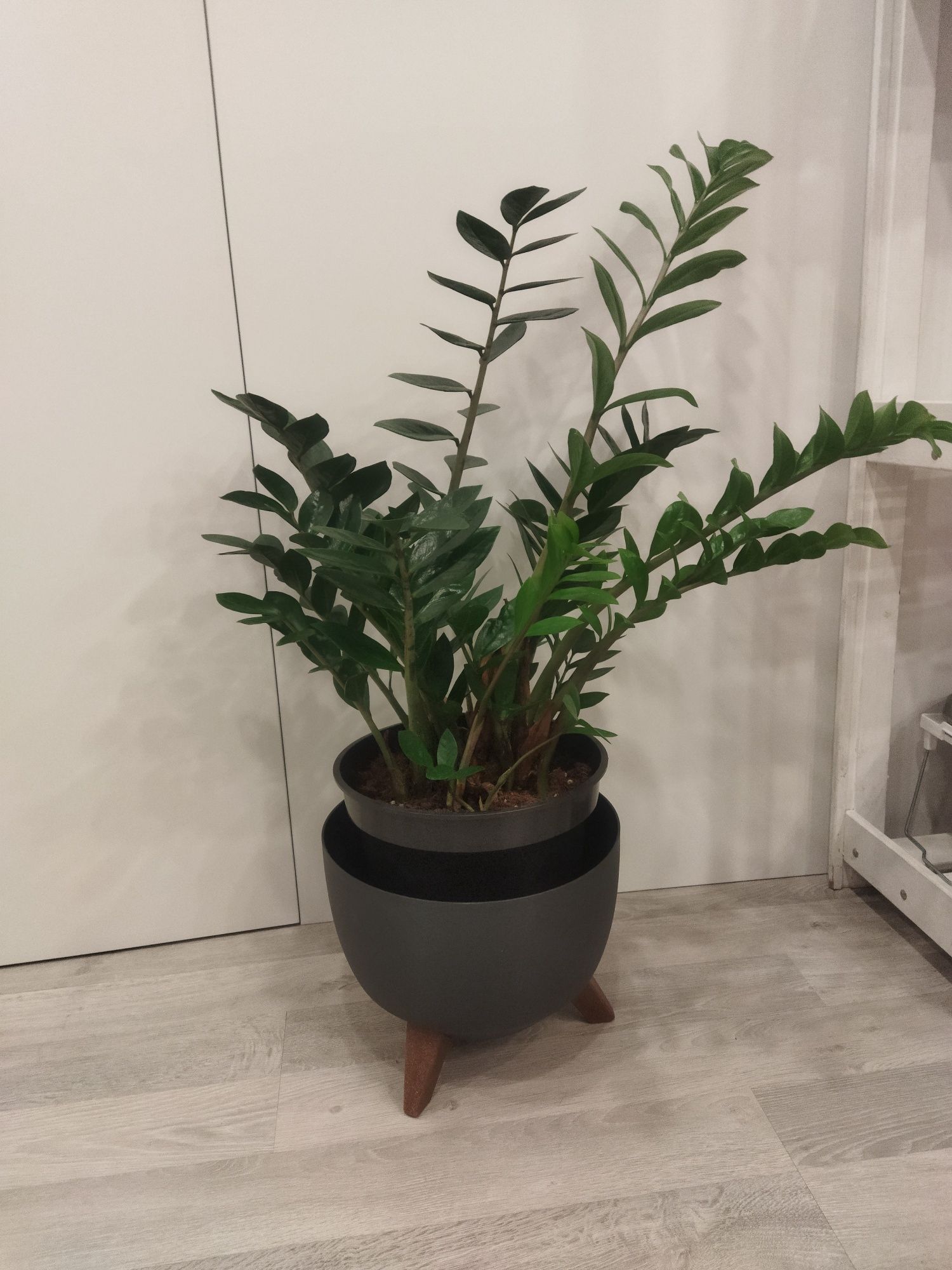 Лист Замиакулькас Zamioculcas Денежное растение Доларовое Листок Ветка