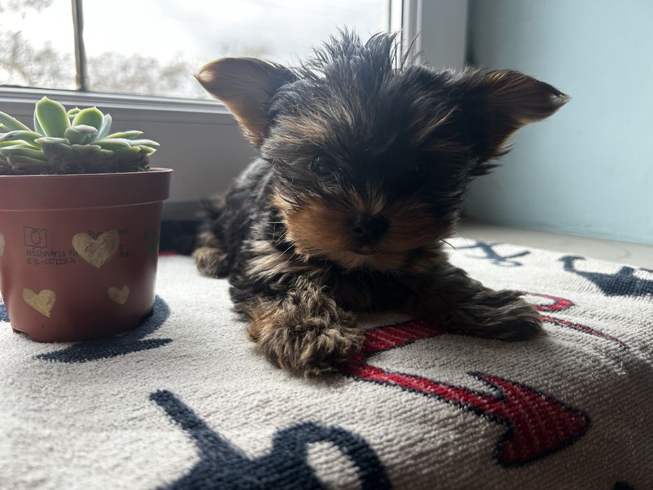 Yorkshire terrier