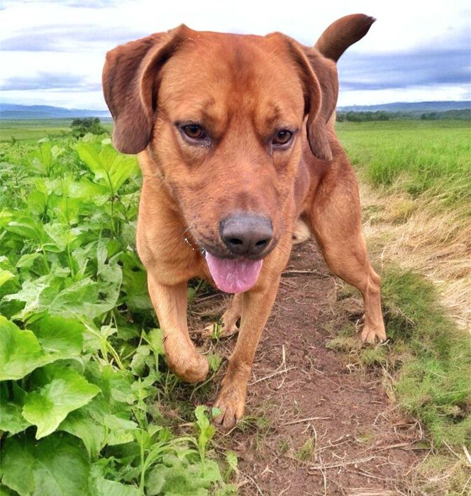 Starks - cão grande para adoção