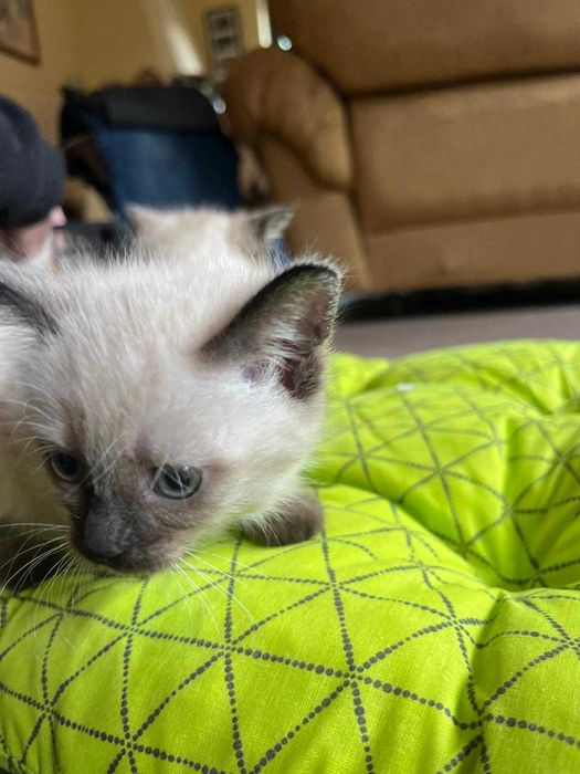 Kot Syjamski na sprzedaż