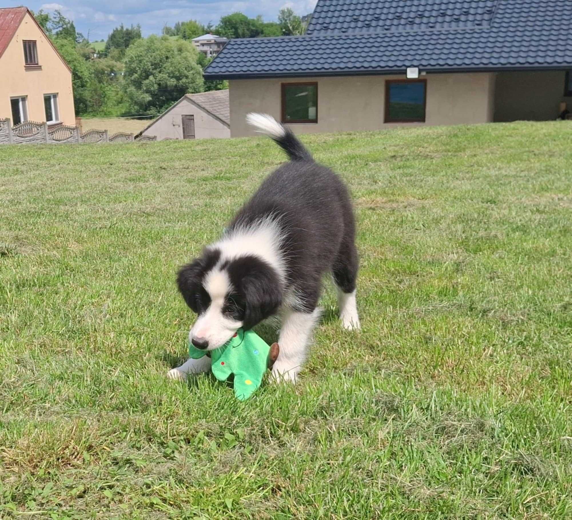 Border collie - piesek z metryką ZKwP/FCI po Championie :)