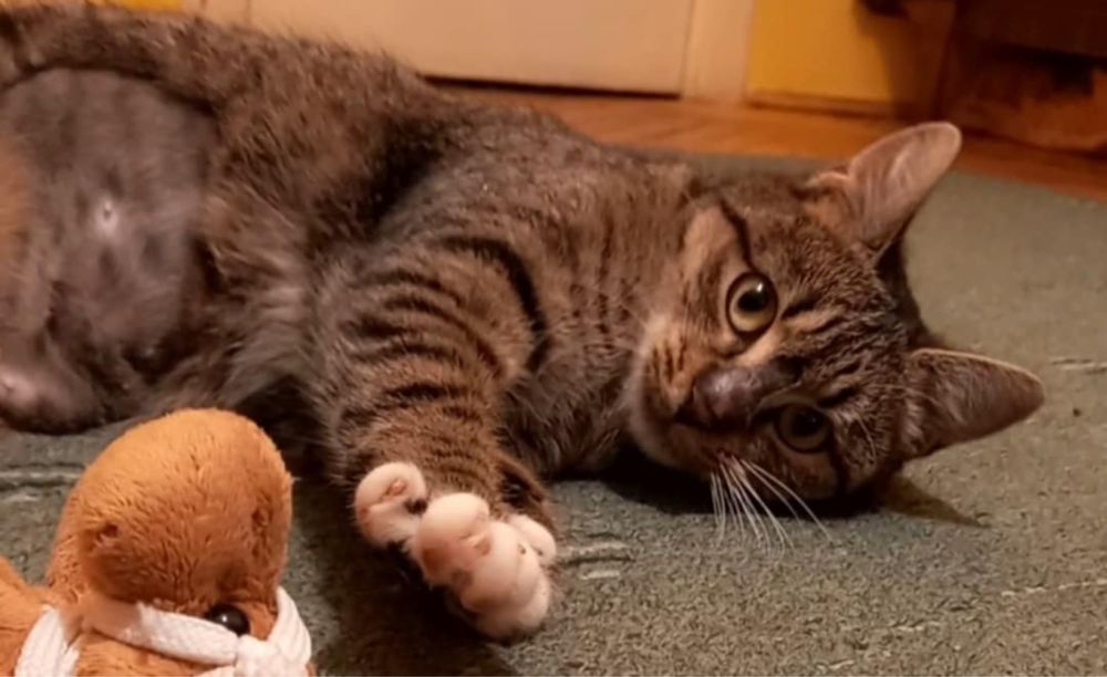 Дууууже ласкава Молоденька стерилізована киця