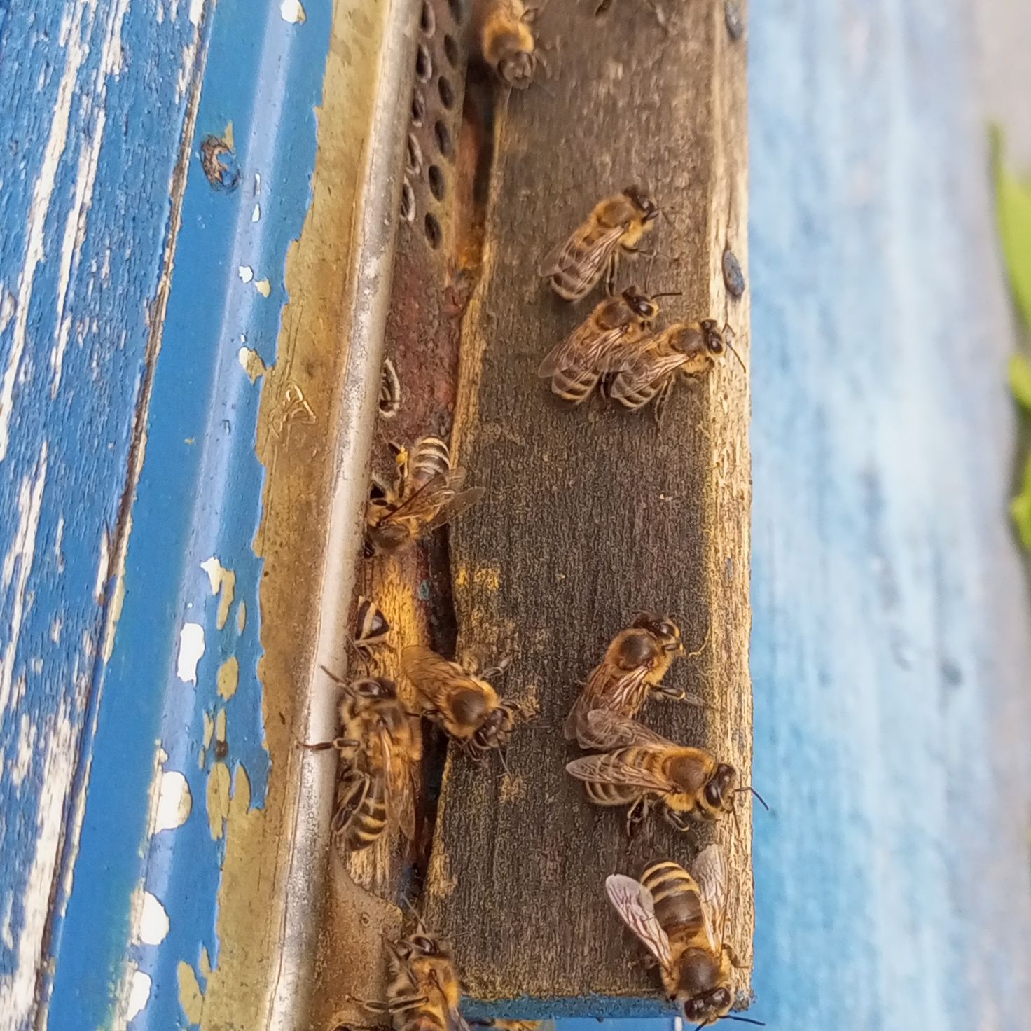 Бджоли Українсько степова