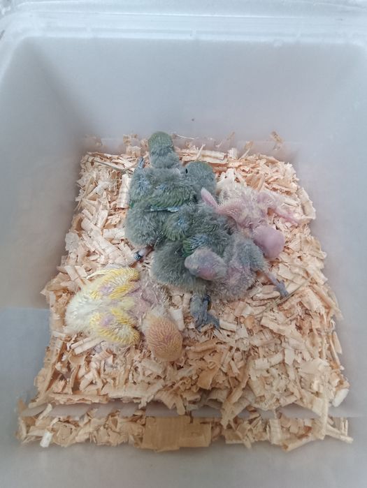 bebes de agapones degnosticados