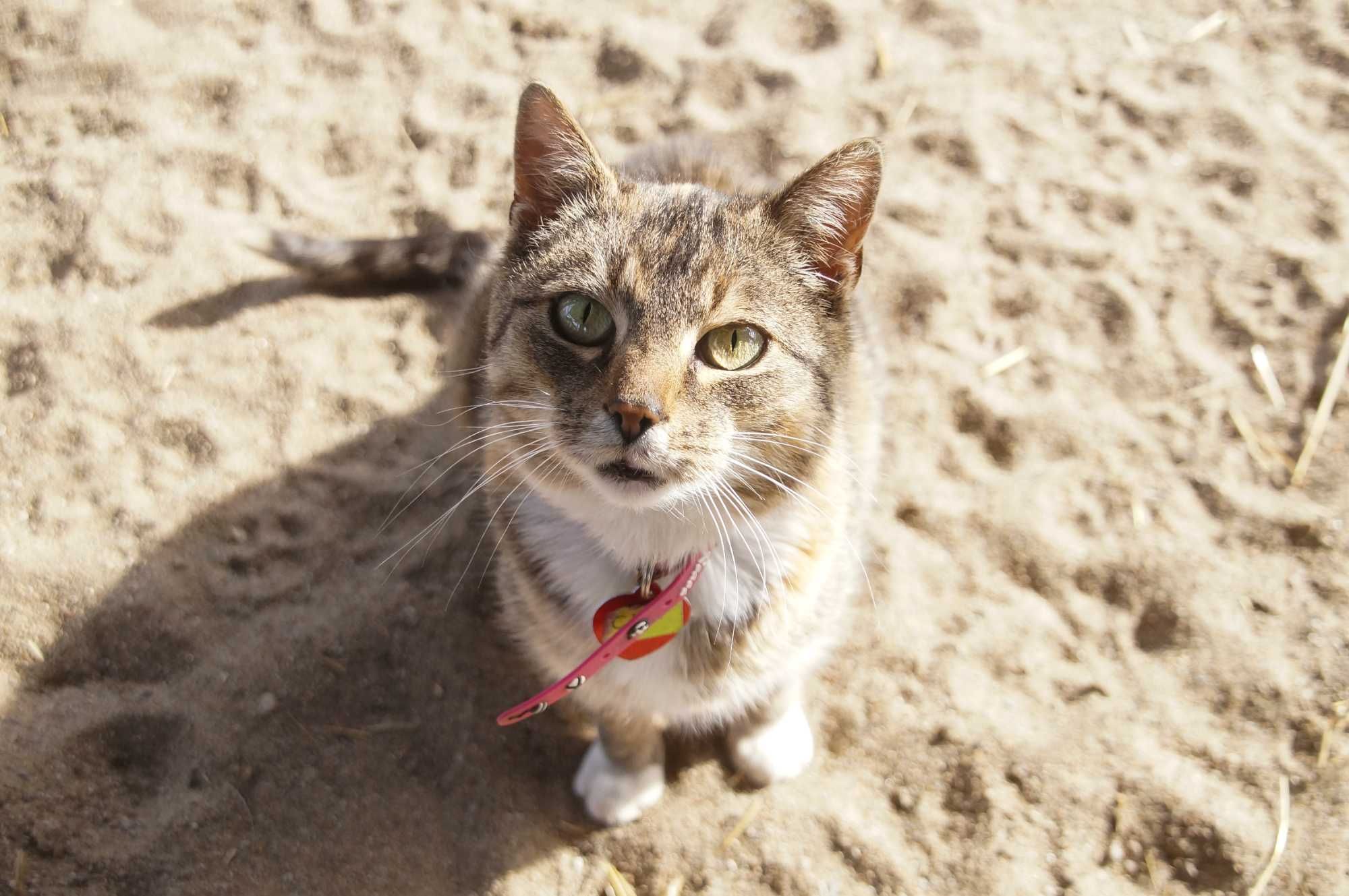 Ciri, śliczna szaro-ruda koteczka do adopcji