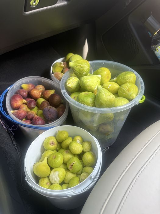 Інжир черенки з власного саду