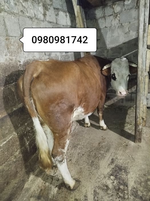 Продам корову лялька