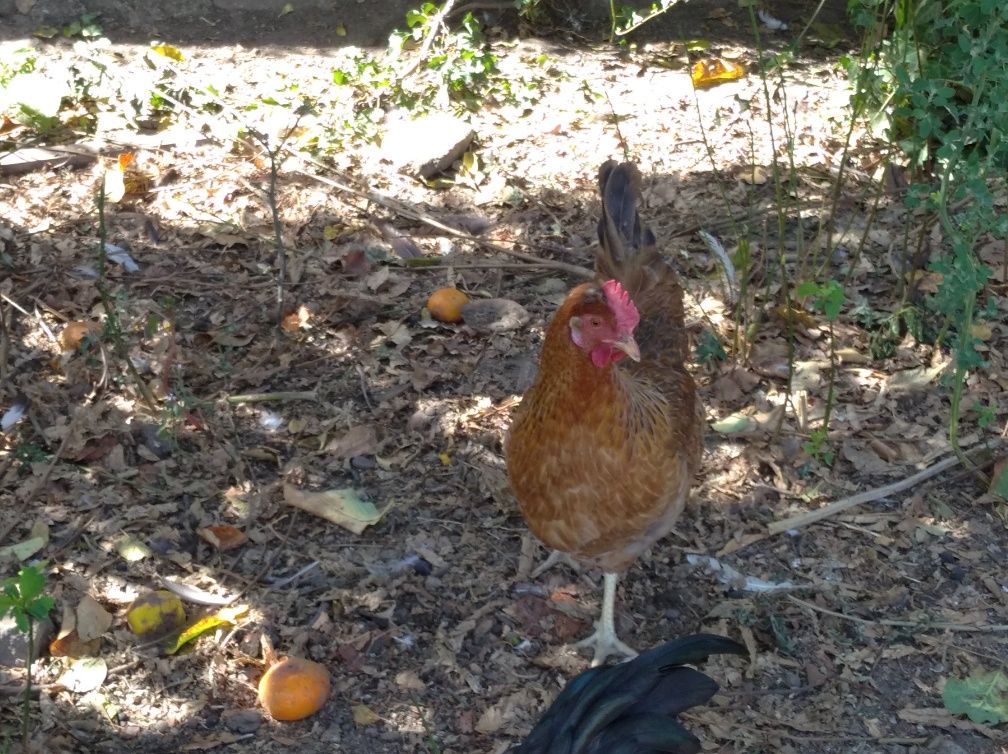 Galinhas de ovos azuis e verdes
