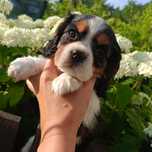 Piesek samiec tri color Cavalier King Charles Spaniel