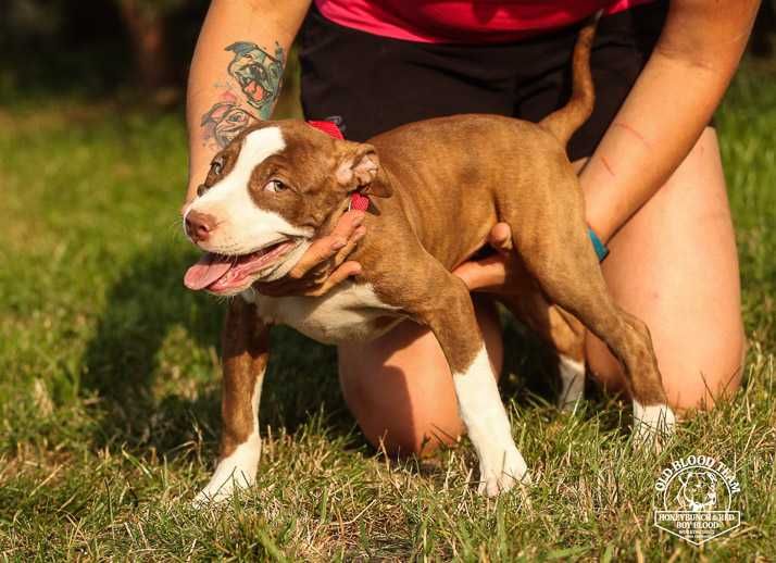 Pit Bull Red Boy- jedyne w Europie import USA