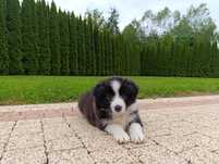 Piesek border collie ZKwP samczyk