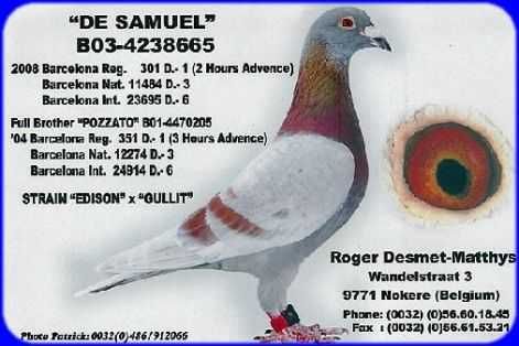Gołębie pocztowe Gołąb Samice ;2021  Desmet Matthijs  rodowodem