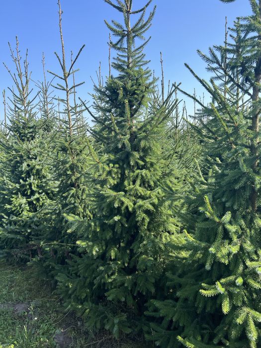 Świerk Serbski z bryłą z plantacji, o wysokości 3-4m Sadzimy Premium