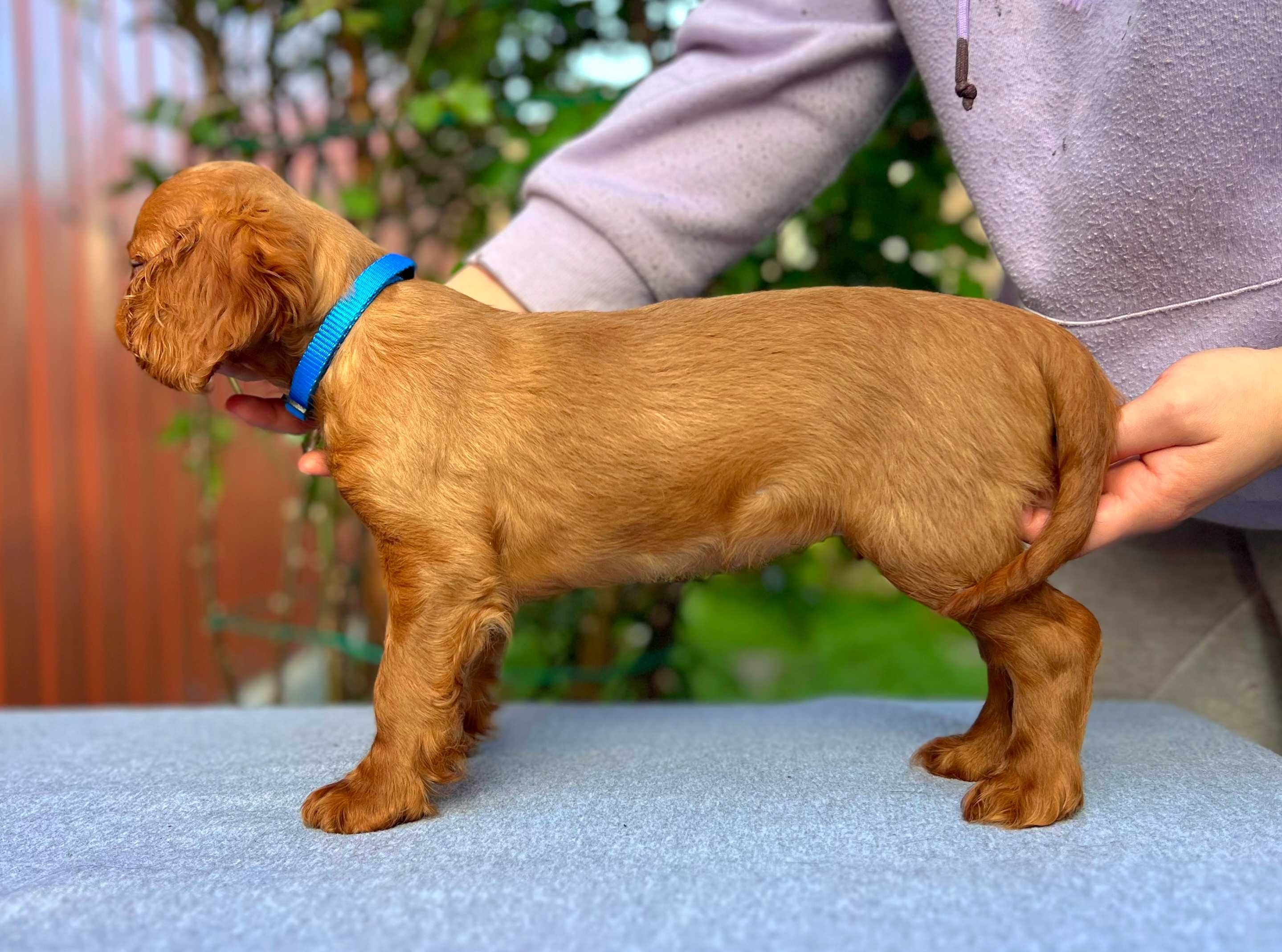 King Charles Spaniel